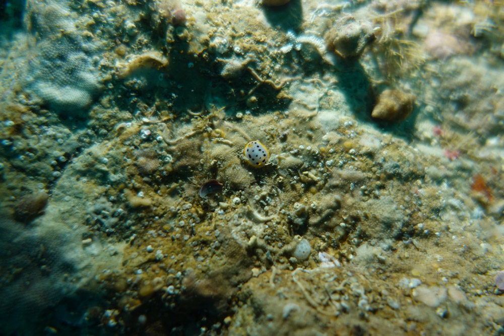 흰갯민숭달팽이